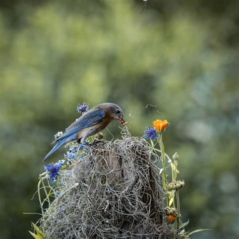 70+ Bluebirds Mealworms Stock Photos, Pictures & Royalty-Free Images - iStock