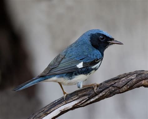 Black Throated Blue Warbler Playa Larga Cuba Neil Hilton Flickr