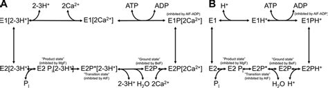 Detailed Reaction Sequence Of Sarcoendoplasmic Reticulum Ca 2 Atpase