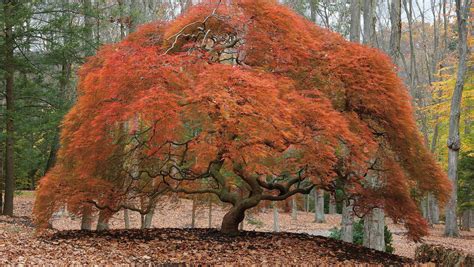 February is Japanese Maple pruning time