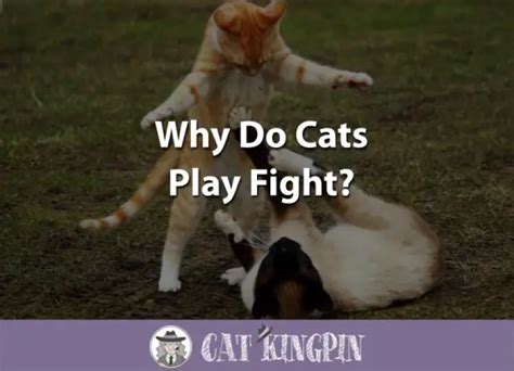 Why Do Cats Play Fight Cat Kingpin