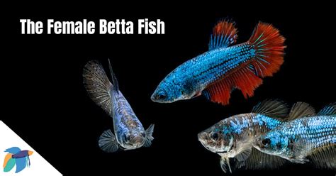 Female Betta Fish: Appearance, Companions (& Care Guide)