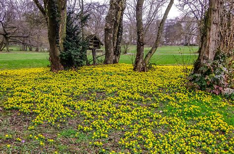 Frühling 24 070 L Bad Nauheim Hessen Germany Vitalij Sosna Flickr