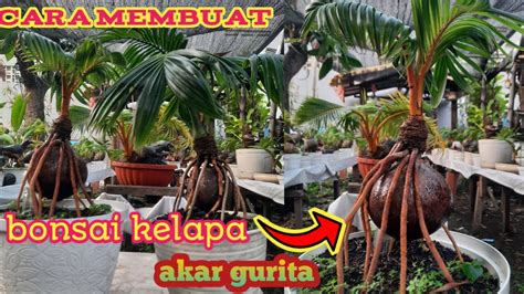 PROSES DARI AWAL MEMBUAT BONSAI KELAPA AKAR GURITA YouTube