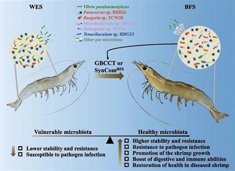 Enriched Bacterial Consortia In Biofloc Systems Protect Shrimps From