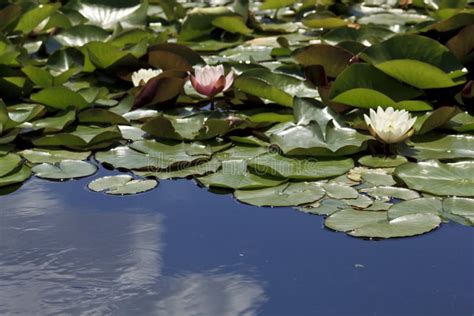 Lily Pads In A Pond Stock Image Image Of Pond Water 14559647