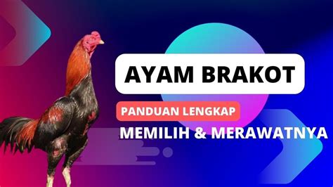 Ayam Brakot Panduan Lengkap Memilih Dan Merawatnya Youtube