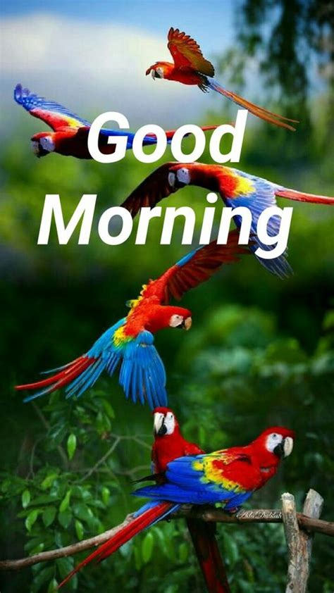 Best Good Morning Parrot Picture Good Morning Pictures