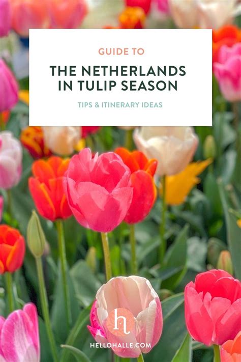 The Netherlands in Tulip Season Itinerary | Tulip season, Seasons, Tulips