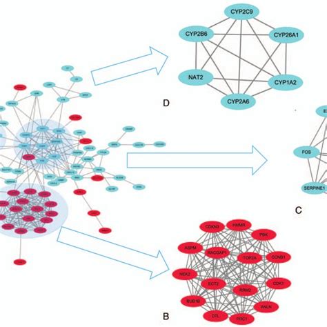 Protein Protein Interaction Ppi Network Construction And