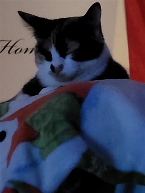 when are cats fully grown 9