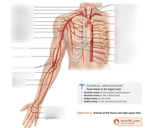 Arteries Of The Upper Limb Diagram Quizlet