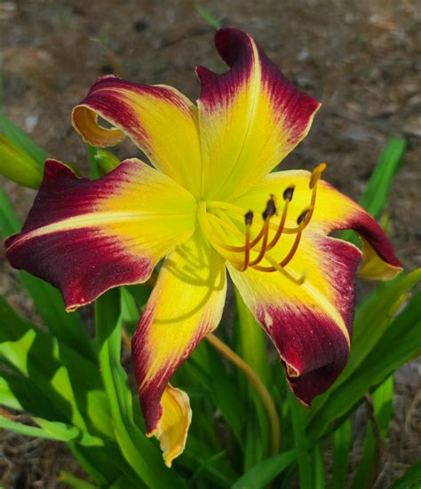 scarlet pimpernel harmony nursery