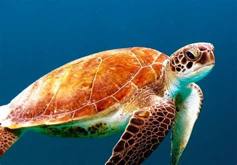 WORLD TURTLE DAY - May 23, 2026 - National Today