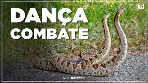 Diferen As Entre A Dan A Combate Das Cascav Is E Das Cobras Corais