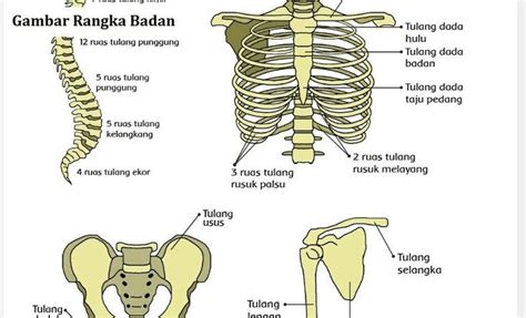 Bahasa Medis Siku Homecare24