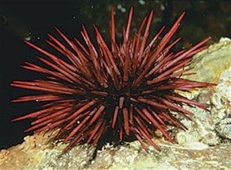 Aquarium Of The Pacific Online Learning Center Red Sea Urchin