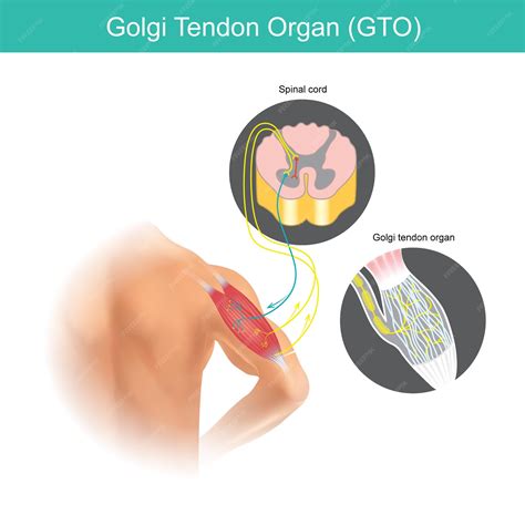 Órgãos Tendinosos De Golgi - Órgão do tendão de Golgi É um órgão sensorial que percebe a força do ...