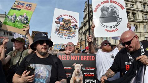 England and Wales ban on XL Bully dog breed to take effect Sunday | CNN