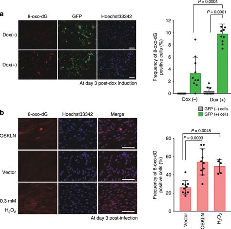 Accumulation Of Oxog In The Initial Stages Of Ips Generation A