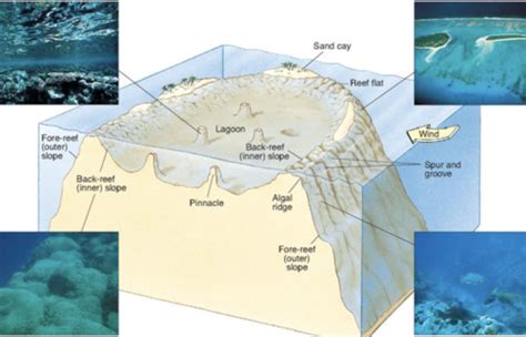 Marine Biology Flashcards Quizlet