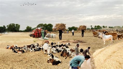 Incredible Traditional Village Life Pakistan Wheat Harvesting With Oxen