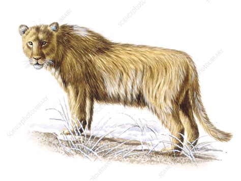 Cave lion, illustration - Stock Image - C026/5736 - Science Photo Library