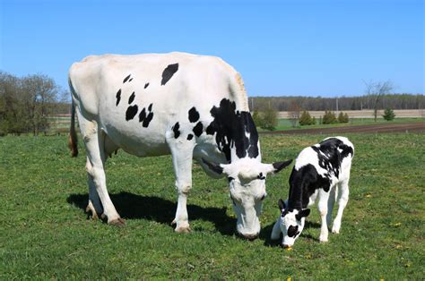 Nutrição De Vacas Leiteiras Saiba Sua Relevância