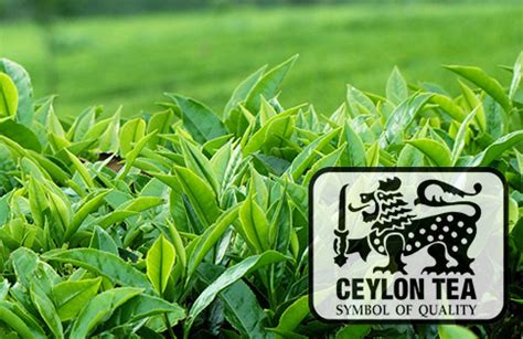 Ceylon Tea Board | Tea Board of Sri Lanka | Ceylon Tea