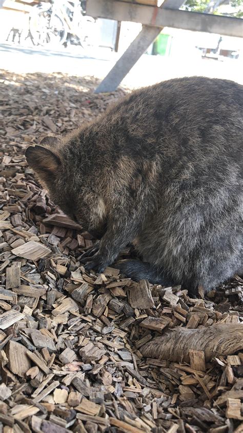 Sleeping quokka : r/perth