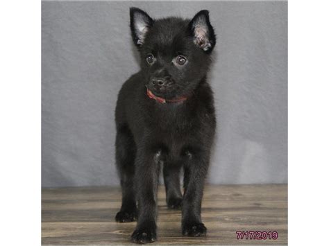 schipperke dog female black  petland columbus ohio