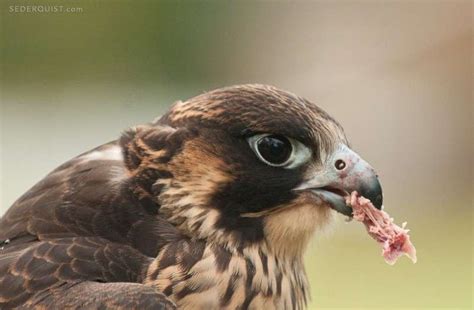 Peregrine Falcon Eating Betty Sederquist Photography