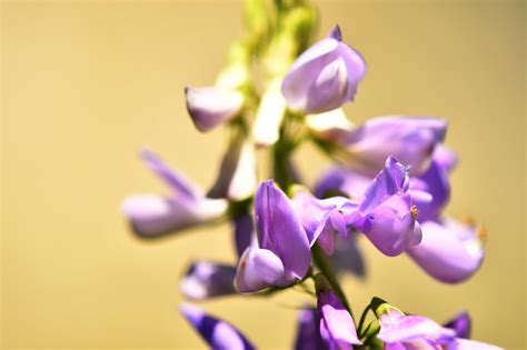 29 Preciosas Flores Que Empiezan Por G Fotos