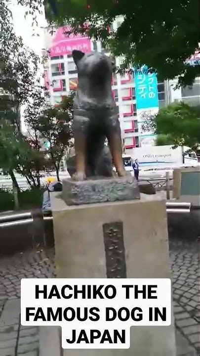 Hachiko The Famous Dog In Japan Youtube