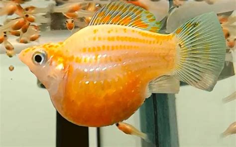 Can Guppies Breed With Mollies Molly Guppy Hybrid Secrets