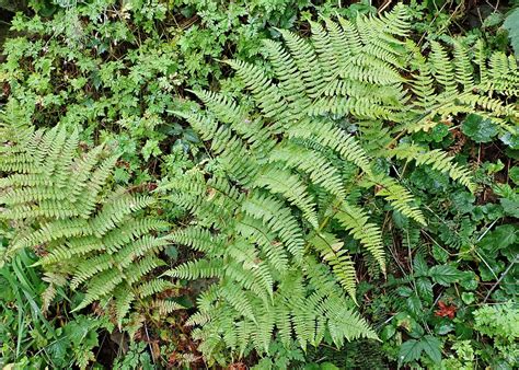 Athyrium filix-femina (Lady Fern) – 10,000 Things of the Pacific Northwest