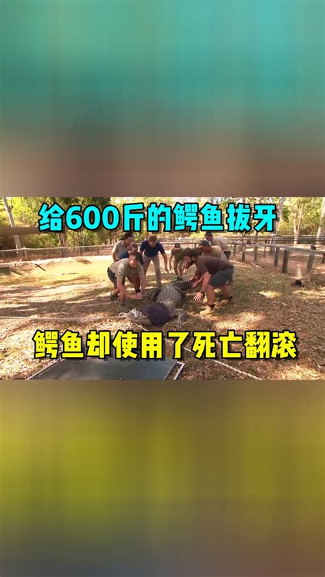 给600斤的鳄鱼拔牙，10个小伙齐上阵，却被鳄鱼使用了死亡翻滚高清1080p在线观看平台腾讯视频