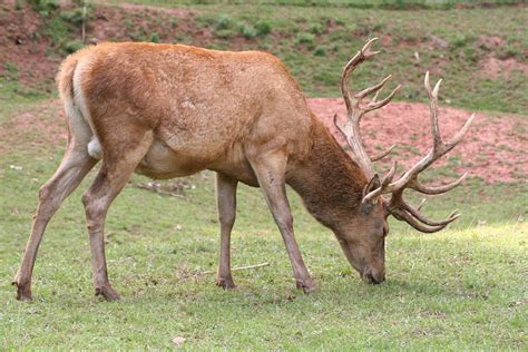 deer antlers habitats grazers britannica