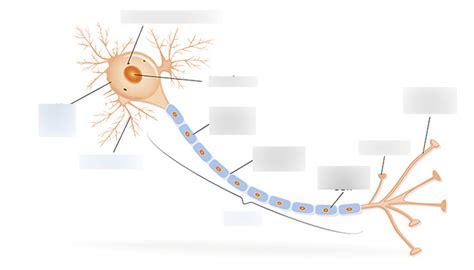 Axon Diagram | Quizlet