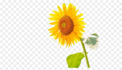 Sunflower Powerpoint Template