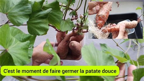 Comment faire pousser la patate douce en 3 étapes 2023 YouTube