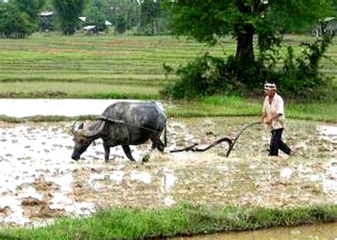 ภูมิปัญญาชาวบ้าน การทำนา