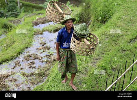 Cultivation of rice Stock Photo - Alamy