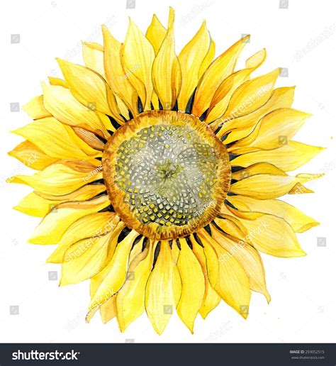 Watercolor Background Sunflower Stock Illustration 293052515 | Shutterstock