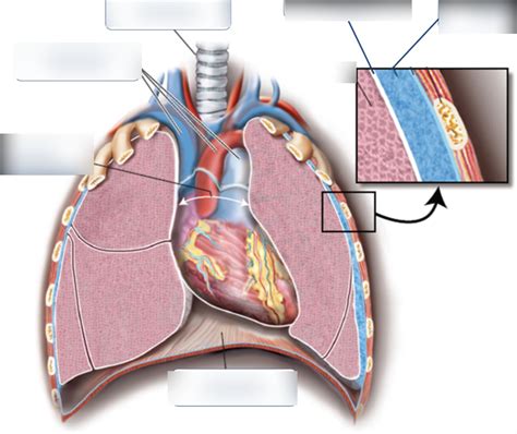 Pulmonary Pleura Diagram Quizlet