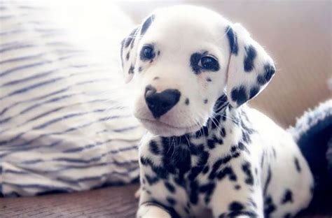 Wiley The Dalmatian The Adorable Heart Shaped Nose That Captivated