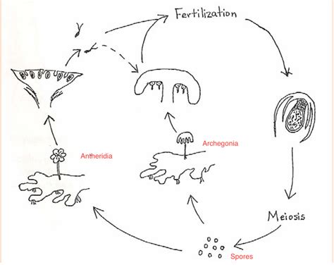 Liverworts Life Cycle