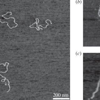 (a) Non-illuminated plasmids treated with the enzyme EcoRI (restriction... | Download Scientific ...