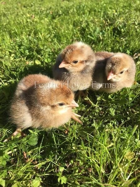 Crested Cream Legbar Chicks For Sale | Feather Lover Farms