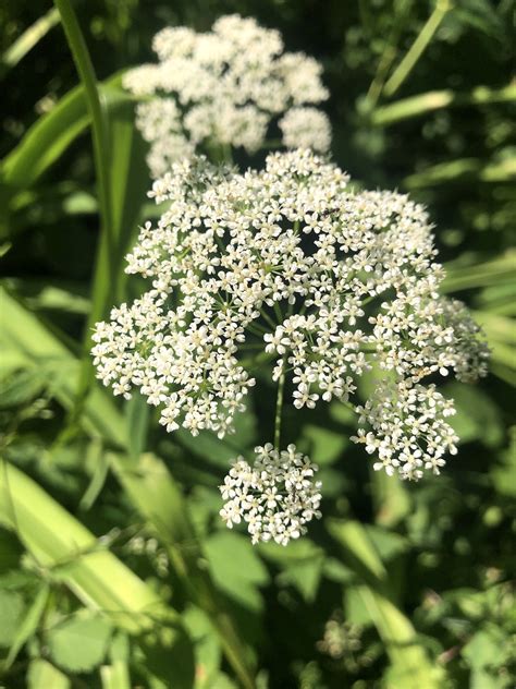 Wisconsin Wildflower Goutweed Ground Elder Bishop S Weed